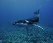 These humpback whale images were captured exclusively in 8K with the RED Helium camera during a trip to French Polynesia.Rodolphe Holler of Tahiti Private Expeditions provided excellent guide and boat services.Music is by Lodger Wright from his album Master of None.