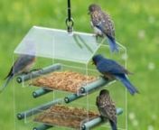 For crystal clear views of your bluebirdsnnAttract bluebirds and other small birds. This twin tray feeder is completely see-through to provide easy viewing of your birds.nnShop the 4528 Bluebird Landing Twin Tray Feeder today at Duncraft. https://www.duncraft.com/Bluebird-Landing-Twin-Tray-Feeder
