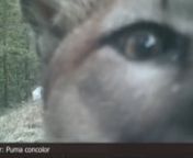 Cougars are an important part of our ecosystems in BC. It is also important that you know what to do should you ever encounter a cougar. Make yourself appear as large and as threatening as possible to a cougar so that they understand that you will not be an easy meal! Full safety data can be found at: https://wildsafebc.com/cougar/