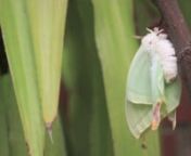 A newly emerged Indian Moon Moth expanding and drying its wings - Actias selene