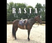 5 year old, stocky, bay Quarter Horse type gelding. 14.3 hh. Great lesson, family, 4-H, or trail horse!Goes english or western.3 smooth gaits, goes in a snaffle.Will take a beginner on a trail ride no problem.First one to meet you at the gate.Loves people and attention.easy to get along with, super willing and kind! &#36;2,500.Call Courtney at 618-305-5307.