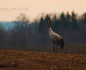 Shot briefly during the annual Crane festival at Lake Hornborga, Sweden, April 6-8 2018.nnAll footage captured with 800mm equiv. focal length and using Face-Priority AF on GH5S, 179 deg shutter.nnThis is a Rec.709 converted version of the original HLG-graded footage. Download full 10bit HDR-version [HLG Rec.2020, 72Mbit HEVC H.265, HDR-TV-compatible MKV] from here: https://www.jottacloud.com/p/cablefreak/ea8d2c326def4a37b45b7462f850639cn[Copyright © 2018, All Rights Reserved]nnI captured this f