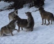 Wagging tails, yips, barking and howls create a busy greeting among grey wolves.