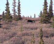 Is this moose legal?nb) Yes. This bull has at least 3 brow tines on one side, making him legal in an area with that requirement.nc) Yes, this bull is legal because his antlers are wider than 50 inches.nd) Yes, this bull is legal in any antler restricted hunt because it has 4 brow tines on at least one side.nThe correct answer is: Both b and c.nExplanation: Even from this distance, it is clear that there are 3 brow tines on one side and at least 2 on the other. This bull also clearly meets the 50