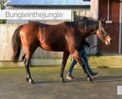 TDN Stallions: Bungle Inthejungle from stallions