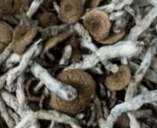 Buy Psychedelics Magic Mushrooms online Welcome to Purchase Psychedelics online, is a type of Cubensis mushroom that produces psychedelic and hallucinogenic visuals. Psilocybin is a hallucinogenic substance obtained from certain types of mushrooms that are indigenous to tropical and subtropical regions of South America, nhttps://cannabax.net/product-category/psilocybin-magic-mushrooms/n#psilocybin #psychedelic #mushrooms #psychedelics #magicmushrooms #shrooms #ayahuasca #dmt #lsd #trippy #mycolo