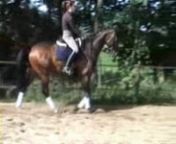 8 y/o gelding by Lancet, second level dressage, practising for third level. 16.3 - 17 hands. Very sweet and willing temperament. Great amateur horse.nnOld Corner StablesnRia van der Veen and Wendy Klazenga