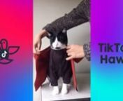 HILARIOUS CAT NARUTO COSPLAY - TikTok Video Compilation.mp4 from tik tok cosplay naruto