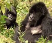 In this video, GLP Films highlights some projects that focus on wildlife conservation, with the Gorilla Organization in Rwanada, Crisalino Jungle Lodge in Brazil, the Cheetah Conservation Fund in Nambia, the Leatherback Trust in Costa Rica, and the Ziwa Rhino Sanctuary in Uganda.n nThese remarkable groups are working to protect the planet&#39;s wildlife through committed conservation efforts, ecotourism, and environmental education.nn(Global Film)nnGLP Films nFounded in 2008, GLP Films is an award-w