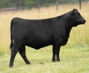 Lot 46 : KB Angus Tag J65 from 65 kb