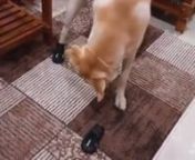 Very good product, my dog liked it so much❤️nn==&#62;https://headsupfortails.com/products/trixie-walker-active-protective-boots-for-dogs-black