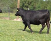 Lot 65 || KB Angus Tag J79 from 65 kb