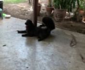 This is a video of my dog Dam, fighting with the neighbourhood Gibbon in Thailand near the Mayanmar (Burma) border.nn The gibbons&#39;s name is Chani (gibbon, Thai), and the dogs name is Dam (black, Thai).I did not name the dog, but it is a traditional Thai name for a black dog or cat. I found the majority of pets names in Thailand corresponded to their colours.I did name the gibbon though.nnChani was extremely friendly to me during my stay in Thailand, she would sit on my shoulder and gro