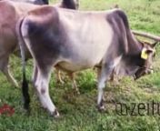 Pure 100% Desi Bull for Qurbani 2021 brought to you by Zeituun. https://www.facebook.com/zeituun.bd