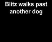 It brought tears to my eyes to coach Blitz and his family today. For the first time in his life, Blitz walks past another dog without erupting. nHis people had tried everything, and for six years,including a shock collar.He continued to get worse, even biting his owners when he&#39;d get aroused.They resorted to walking him at 5am to avoid all others. They&#39;re nowl on their way to being in public!