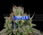 Triple G forms a dense canopy of narrow, delicious spiky flowers. Want to check it out?nnLook at this video and start smelling its buds!nnHer title serves as a tribute to her powerful and famous ancestors: Gorilla Glue and Gelato. Both of these varieties have taken the cannabis world by storm