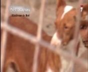 Rescate de los perros de Bullas, operación Rehala. En un solo día, protectoras de toda España consiguieron rescatar 70 perros. Reportaje emitido en la televisión autonómica de Murcia, 7RM, en su espacio En El Punto de Mira.