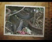 This Video that describe the food chain ofthe REPTILES Life Cain..... this video is mosttrulycant see in any way ales in YOU life... Enjoy by washing this video by your self........ Dear WORLD WIDE FRIENDS......nI&#39;M very poor Boy I have now money toby A CAMCORDER nIF ANY ONE LIKE TO HELP ME INMONEY Place HELP ME WORLD WIDE FRIENDS....nnMy Details to you all:nn Name: V.A.HettiarachchinNo137/18,nNilwala Place,nSunanda Road,n