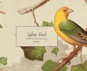 The Saffron Finch (Sicalis flaveola) is a tanager from South America that is common in open and semi-open areas in lowlands outside the Amazon Basin. They have a wide distribution in Colombia, northern Venezuela (where it is called