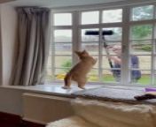Nacho, the cat, followed the window cleaner from the other side of the window. The playful pet attempted to catch his window cleaning brush. Their owner sounded entertained by their adorable little game.