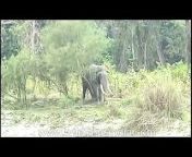 A huge elephant tusker with massive tusks calmly walks up to a tree, snaps it and then proceeds to relieve at itch against it. It then takes a quick drink from a water body and throws mud at itself to cool down further and clean its skin of mites.&#60;br/&#62;&#60;br/&#62;The Asian or Asiatic elephant (Elephas maximus) is the only living species of the genus Elephas and is distributed in Southeast Asia from India in the west to Borneo in the east. Asian elephants are the largest living land animals in Asia. Asian elephant is divided into four subspecies such as Sri Lankan, Indian, Sumatran and Borneo. Asian elephants have been very important to Asian culture for thousands of years -- they have been domesticated and are used for religious festivals, transportation and to move heavy objects. The Asian elephant is found in India, Sri Lanka, China and much of Southeast Asia. The elephant is distinguished by its massive body, large ears and a long trunk, which has many uses ranging from using it as a hand to pick up objects, as a horn to trumpet warnings, an arm raised in greeting to a hose for drinking water or bathing.&#60;br/&#62;&#60;br/&#62;Asian elephants differ in several ways from their African relatives. They are much smaller in size and their ears are straight at the bottom, unlike the large fan-shape ears of the African species. Only some Asian male elephants have tusks. Elephants are either left or right-tusked and the one they use more is usually smaller because of wear and tear. The Asian elephant has four toes on the hind foot and five on the forefoot. Led by a matriarch, elephants are organized into complex social structures of females and calves, while male elephants tend to live in isolation. A single calf is born to a female once every 4-5 years and after a gestation period of 22 months—the longest of any mammal. These calves stay with their mothers for years and are also cared for by other females in the group. &#60;br/&#62;&#60;br/&#62;Elephants are extremely intelligent animals and have memories that span many years. It is this memory that serves matriarchs well during dry seasons when they need to guide their herds, sometimes for tens of miles, to watering holes that they remember from the past. They also display signs of grief, joy,&#60;br/&#62;&#60;br/&#62;&#60;br/&#62;Source: http://www.corbettnationalpark.in &amp; www.wwf.org&#60;br/&#62;&#60;br/&#62;This footage is part of the professionally-shot broadcast stock footage archive of Wilderness Films India Ltd., the largest collection of HD imagery from South Asia. The Wilderness Films India collection comprises of tens of thousands of hours of high quality broadcast imagery, mostly shot on HDCAM 1080i High Definition, HDV and XDCAM. Write to us for licensing this footage on a broadcast format, for use in your production! We are happy to be commissioned to film for you or else provide you with broadcast crewing and production solutions across South Asia. We pride ourselves in bringing the best of India and South Asia to the world... Reach us at rupindang [at] gmail [dot] com and admin@wildfilmsindia.com&#60;br/&#62;&#60;br/&#62;