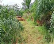 See the Difference Between XL D5K Bulldozers in Palm Oil Plantations! from ug8old palm
