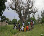 Changing rainfall patterns have long proved problematic for Africa’s centuries-old baobab trees. But their commercial exploitation poses yet another challenge. Environmentalists in Kenya are seeking to raise awareness.