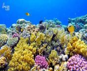 For years we’ve been worried about our planet’s coral reefs disappearing, bleaching or being destroyed by human interaction. That is still very much a concern, but at least for the moment conservationists might be able to breathe a small sigh of relief.