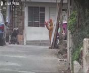 Watch: Cop dressed as teddy bear pounces on Valentine’s DayAn undercover policeman in a teddy bear costume showed up at the house of an alleged drug dealer, bearing a fake gift, as part of an operation on Valentine&#39;s Day in Lima, Peru.Footage supplied by the national police agency shows one woman leaving the house, before she is pinned down by police. Police find a bag containing what are alleged to be drugs under a mattress inside. Two women are arrested at the end of the raid.
