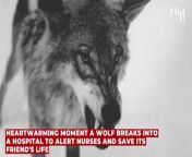 Heartwarming moment a wolf breaks into a hospital to alert nurses and save its friend's life from nurse jo