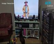 Murphy, a miniature dachshund, loves watching Dr Harry Cooper on the TV.
