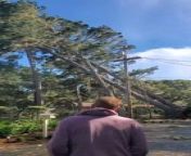 During a heavy storm at Pebble Beach, California, fierce winds uprooted two large trees. There were other trees and a house near the trees as well. But while falling, these trees struck other trees in their path, redirecting their trajectory away from the house.