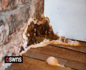 A pair of roommates decided to ditch their £1,300-a-month flat - after discovering huge MUSHROOMS growing through the floor.&#60;br/&#62;&#60;br/&#62;Cousins Alissa Barton, 32, and Lara Norbury, 24, did not spot any fungus when they moved into the property, they say.&#60;br/&#62;&#60;br/&#62;But, in January, they noticed a mushroom behind the TV - and more appeared in the following weeks.&#60;br/&#62;&#60;br/&#62;Alissa, who works in property, described the find as &#92;
