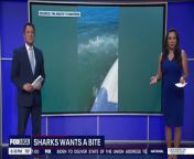 A shark helped itself to some red snapper during a chartered fishing tour. FOX 35 spoke with the captain who explained how it all went down.
