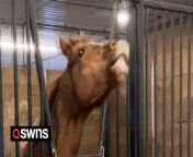 Meet the &#39;metalhead&#39; horse who loves to headbang to its favorite hard rock and metal bands. &#60;br/&#62;&#60;br/&#62;Pretty the horse has enjoyed listening to metal and rock bands with her groom Autumn Purdy, 30, for the last four years. &#60;br/&#62;&#60;br/&#62;A video shows Pretty jamming out as Autumn, from Kawartha Lakes, Ontario, Canada, plays Sound of Madness by the American rock band Shinedown. &#60;br/&#62;&#60;br/&#62;Pretty loves music but won&#39;t dance to songs on the poppier side, preferring the heavier stuff.&#60;br/&#62;&#60;br/&#62;Autumn Purdy, who works as a groom at the Bogar Farms in Cameron, Ontario, Canada, said: &#92;
