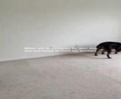 These people had just bought this new house and were showing it to their dog. However, the dog seemed a little too eager to mark their territory, as they began peeing inside the room. The owners panicked and frantically tried to stop their dog.