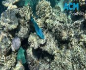 Aerial surveys over two-thirds of the Great Barrier Reef have confirmed widespread bleaching. Video by The Undertow Ocean &amp; Divers For Climate via AAP.