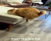 tAnimal Videos 2024 __ funny dogs __ funny cats