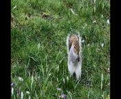 Cute squirrels feasting on snowdrops in Sheffield Botanical Gardens