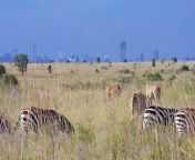Wild animals in front of Nairobi&#60;br/&#62;