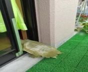 This six-year-old soft-shelled turtle, San-chan, opened the sliding window on his own with one of his limbs and got inside the house. The owner occasionally lets the turtle sunbathe on the balcony but in the past year and a half, he started opening the window and returning to its tank inside the room when left on the balcony. The owner never taught the turtle how to open the window, he learned by himself.