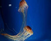 Deep Ocean jellyfish @australia