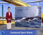 A 17-meter sperm whale was spotted off Taiwan&#39;s east coast over the weekend. While the area is popular for whale watching, the whales usually don&#39;t start appearing until May.