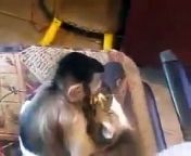 Is this monkey love, or the newest installment in Inter-species softcore porn?Either way, it&#39;s just so damn cute.