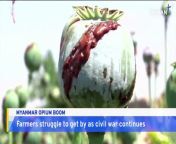 Myanmar is seeing a boom in opium production as its farmers turn to the cash crop out of desperation. The country has now surpassed Afghanistan as the world&#39;s leading producer of the narcotic amid an ongoing civil war.