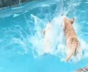 Dog loves the pool so much he swims for hours every day and refuses to get out. &#60;br/&#62;&#60;br/&#62;Buster, a five year-old labrador discovered his passion for swimming last year after his owners installed a pool in their backyard. &#60;br/&#62;&#60;br/&#62;Owner Jennifer says he spends between one and three hours in the pool of her home at a time, and will refuse to get out. &#60;br/&#62;&#60;br/&#62;Jennifer Henry, a health educator, from Milton, Florida, USA, suddenly began hearing the pooch leap into the pool every day. &#60;br/&#62;&#60;br/&#62;She explained: &#92;