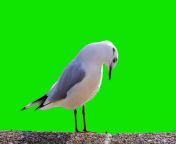 Bird Green Screen - White waterfowl cleaning its feathers