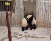 One of the cutest videos caught on camera shows two playful panda cubs obediently responding to their keeper when called to trot back home.