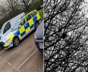 Bird mimics police siren sound as it sits in tree next to police carThames Valley Police