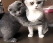 Cute and Funny Animals Videos Compilation&#60;br/&#62;animals doing funny things, animal videos, animals video, baby cat, baby animals, baby dogs, baby dog, cute animal, cute animal videos, cute animals, cute baby animals, cute baby cat, cute baby video, cute baby cats, cute cat, cute dog, cute lands, cute puppies, cute puppy, cute videos, cutest land, cutest lands, funny animals, dogs, funny cat, funny baby dog